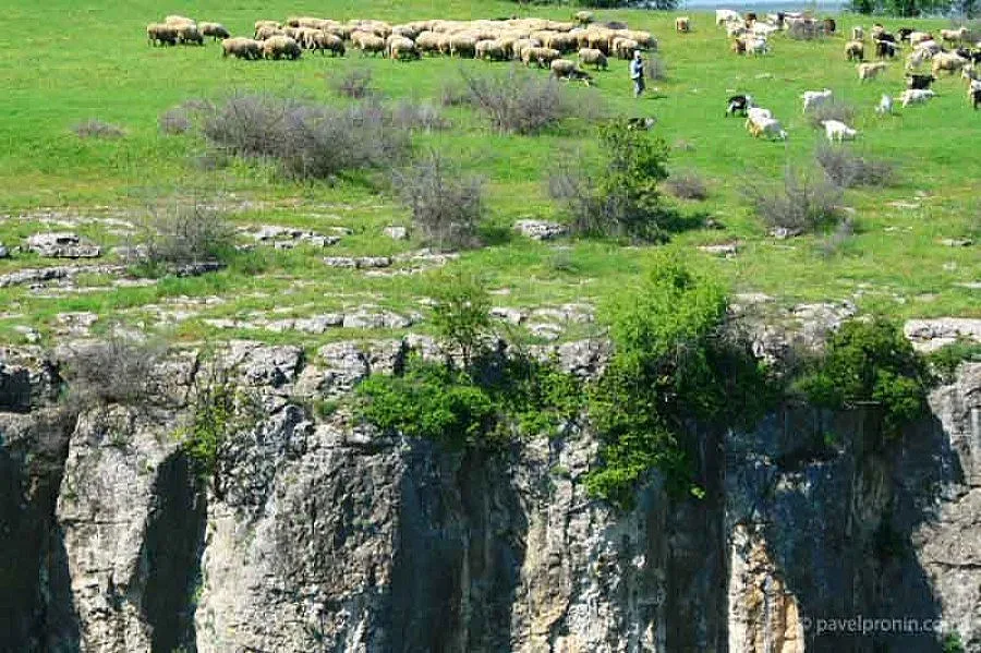Авджия уби овчарско куче и овца, пастирът оцеля