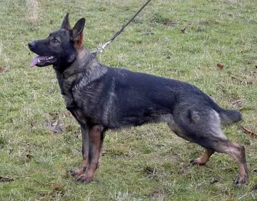 Откриха с куче старец, изгубен в гората  