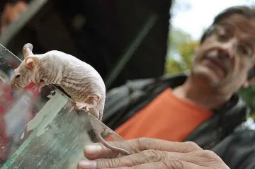 Моля, една змия за вкъщи