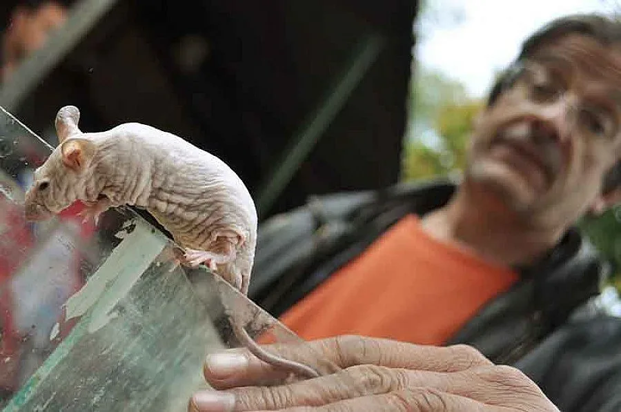 Моля, една змия за вкъщи