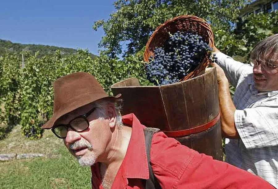 Франция стана производител №1 на вино