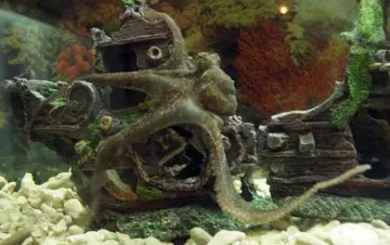 Октоподчето Инди не доживя балотажа