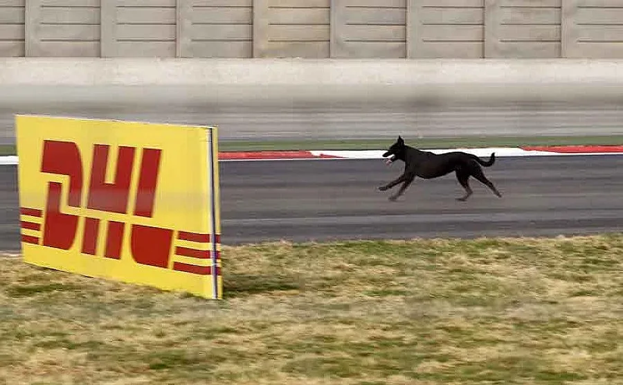 Кучета спират болидите на Формула 1