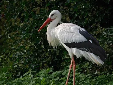 Бели щъркели оставали у нас и през зимата