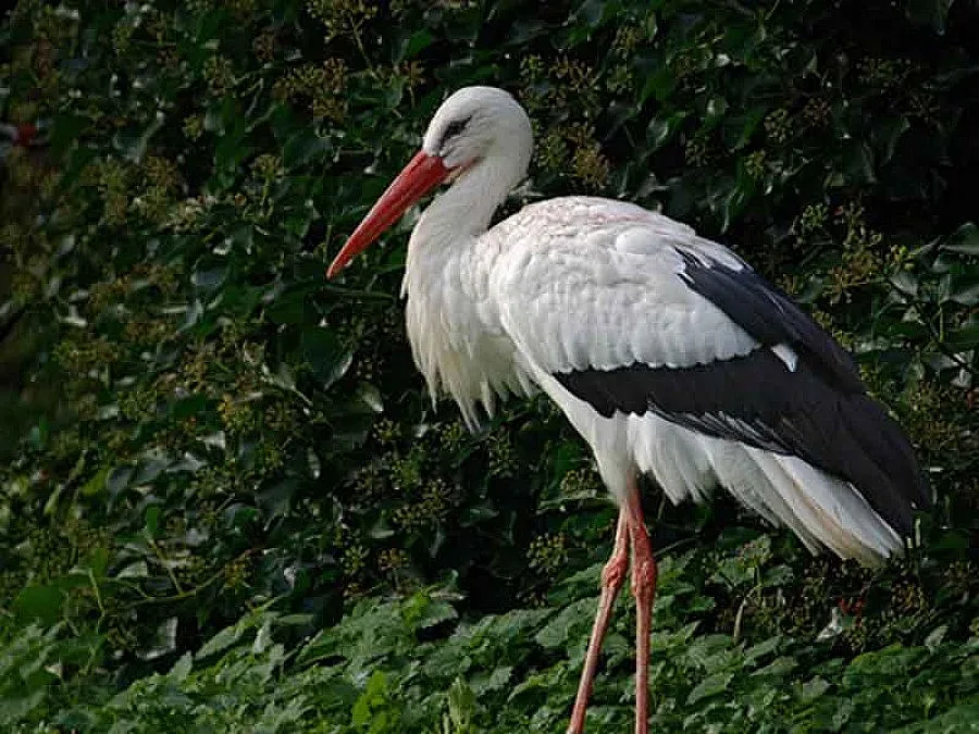 Бели щъркели оставали у нас и през зимата