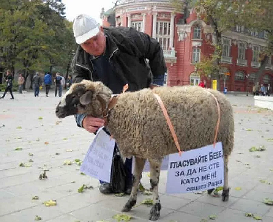 И овцата Радка влезе в предизборна агитация