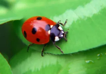 Калинка канибал съсипва джибрито