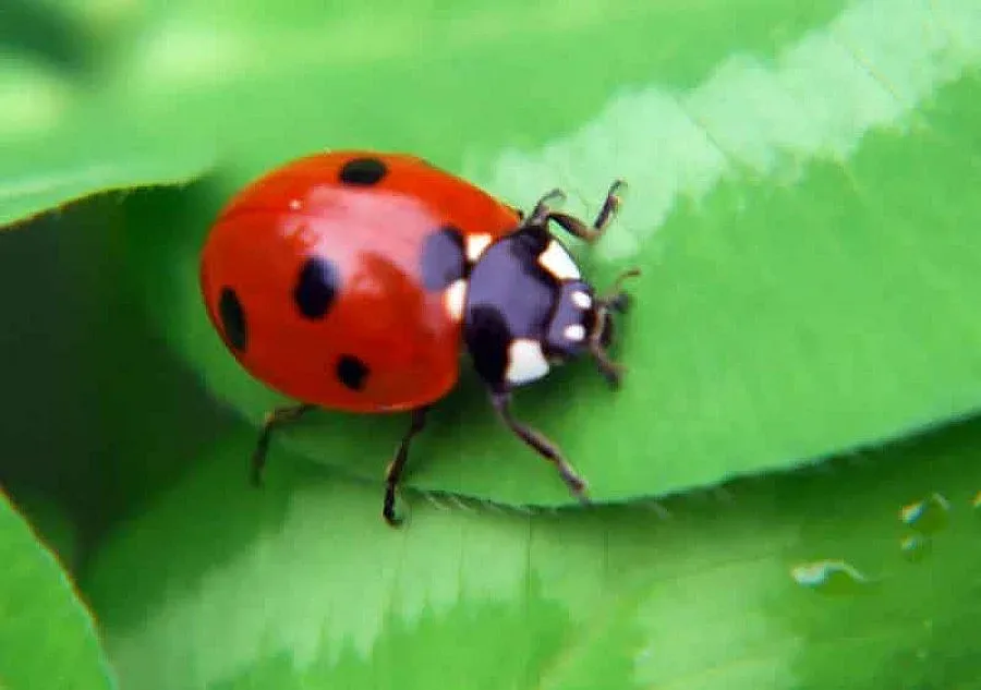 Калинка канибал съсипва джибрито