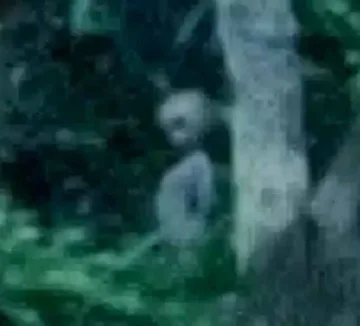 Заснеха извънземен в амазонската джунгла (ВИДЕО)