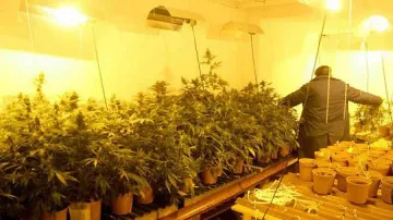 Модерна оранжерия за марихуана откриха полицаи 