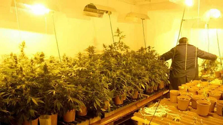 Модерна оранжерия за марихуана откриха полицаи 