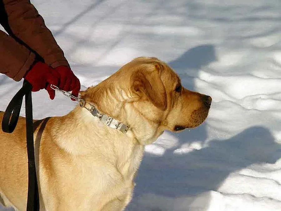 Кучето Жерар разби цигарената мафия на Женския пазар 