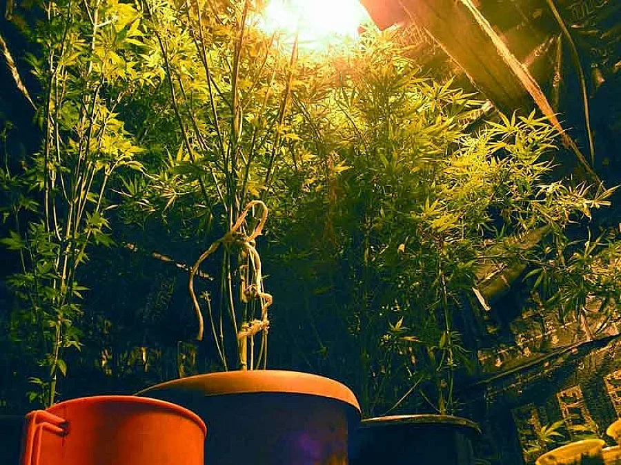 Българи бъркали дрога в Калифорния