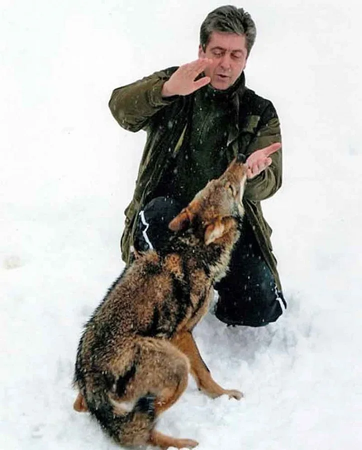 Ловци от Сирищник: Ние ги тепаме вълците, не ги развъждаме!