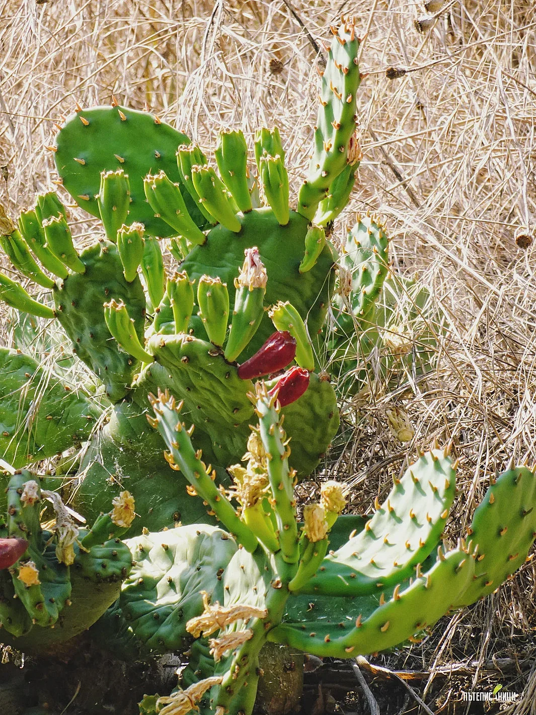 Мексикански кактуси привличат туристи в Северна България