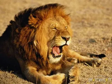 Лъвове, тигри и мечки избягаха от частен резерват