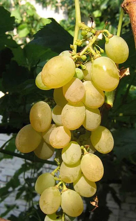 Студът съсипа гроздето