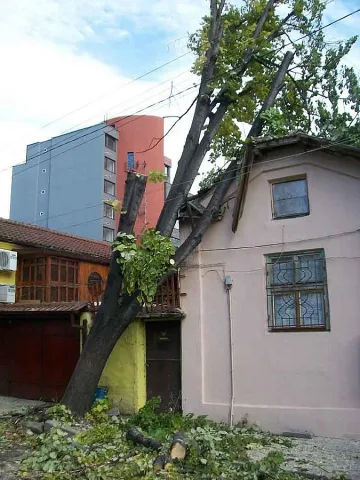 Дървета паднаха върху забавачки и къщи