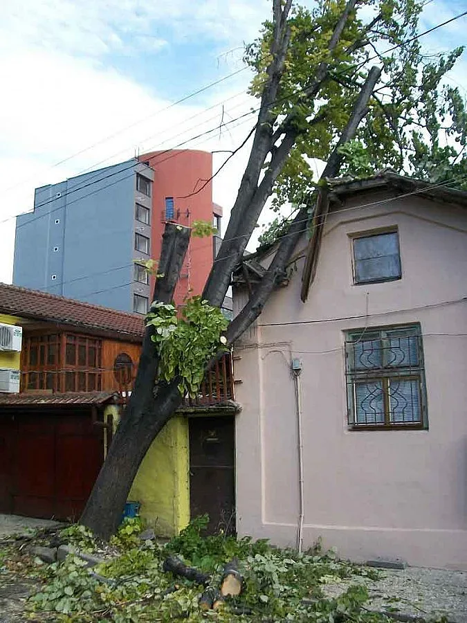 Дървета паднаха върху забавачки и къщи