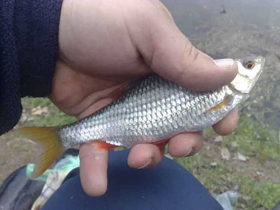 Кандидати за власт масово за риба