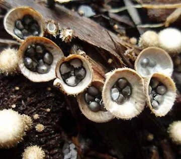 Редки гъби никнат край село