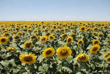 Слънчогледът поевтиня, търсене няма