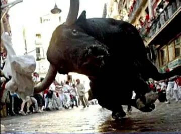 Бивол, подготвян за пържоли, избягал от ресторанта