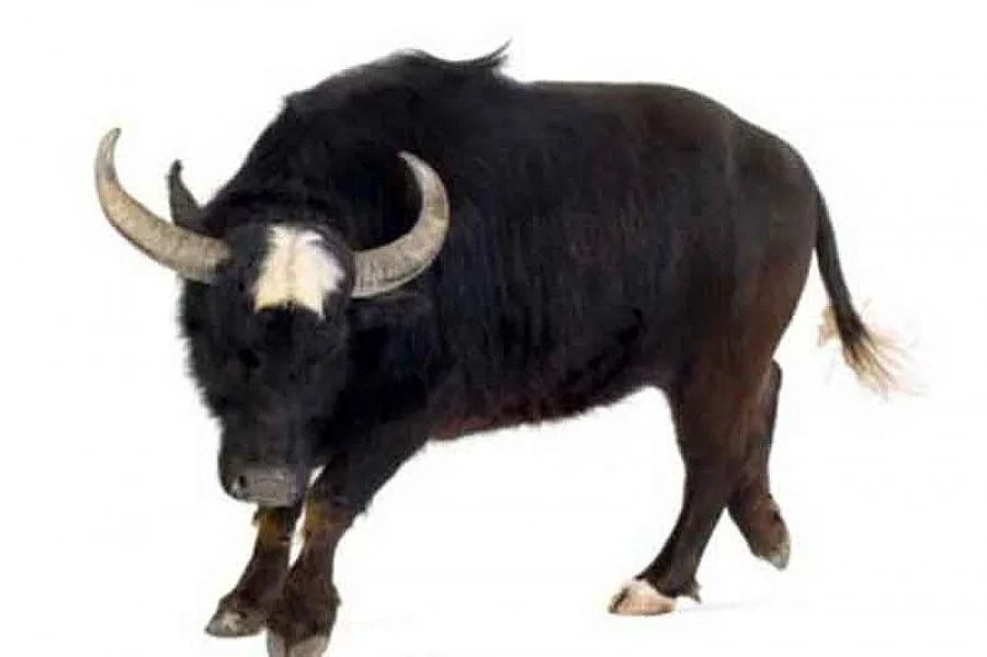 Ирландци пият на екс - в бара нахлул разярен бик