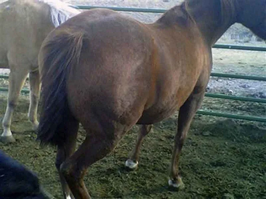 Крадци задигнаха опашка на кобила