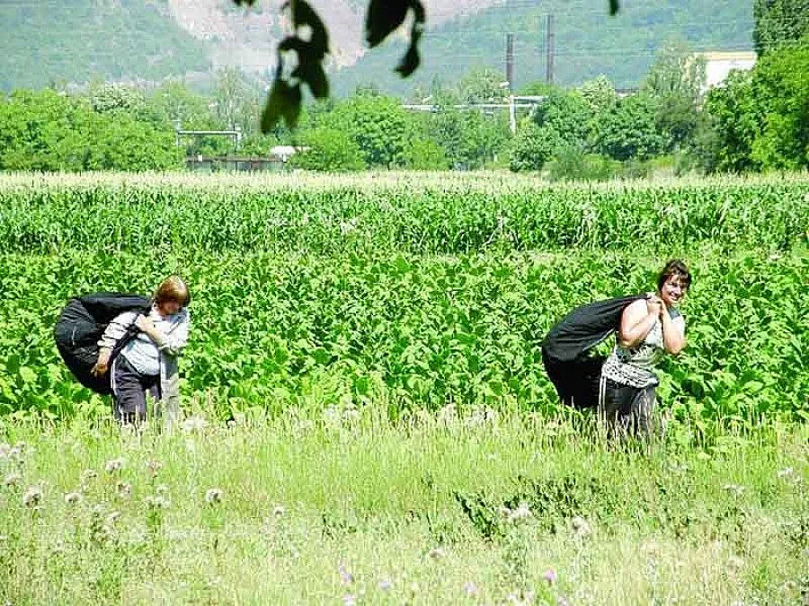 Тютюнджии : Цена от 5 лева нагоре или бунтове!