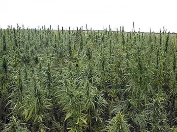 Холандия върна канабиса в списъка на твърдите наркотици 