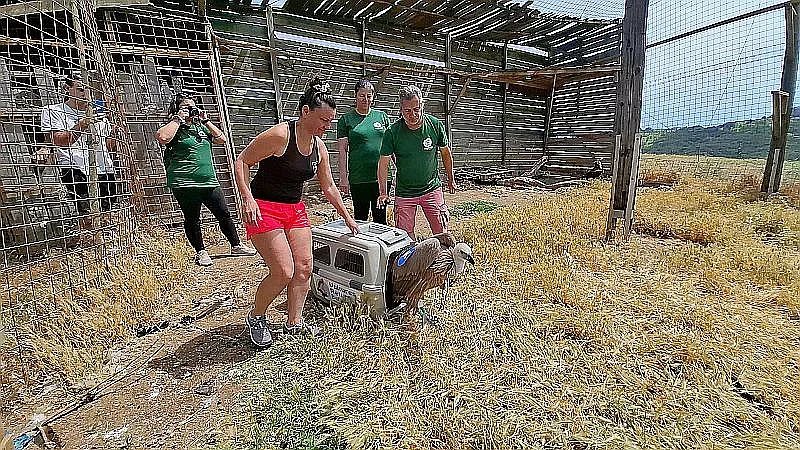 Започва дарителска кампания за набиране на средства за проследяване на излюпените в Зоопарк Стара Загора белоглави лешоядчета