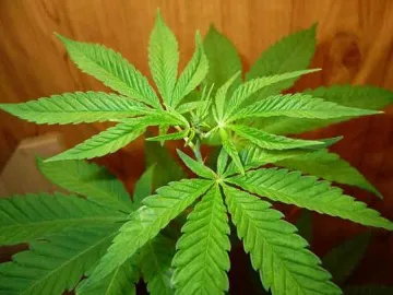 Тъпчат в плевня тон и половина канабис