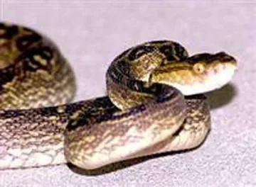 Пуснаха змия на концерт на ГЕРБ