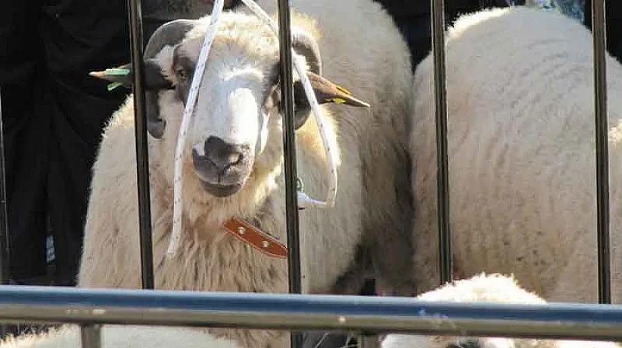 11 породи овце изчезват от България