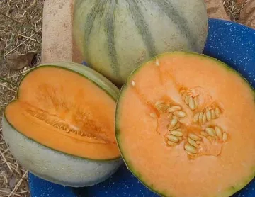 Още 16 жертви на отровни пъпеши в САЩ