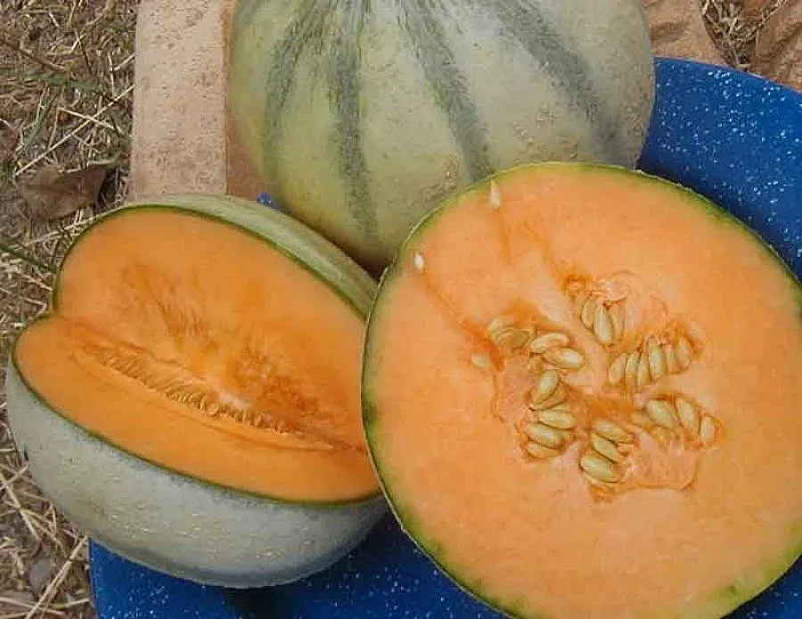 Още 16 жертви на отровни пъпеши в САЩ