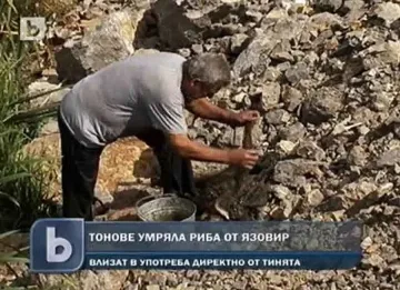 Събират мъртва риба за пазара