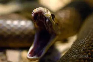 Музеят в Русе стана терариум