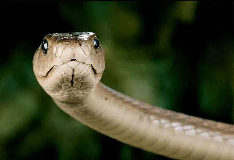 Две страшни змии на гости в Русе