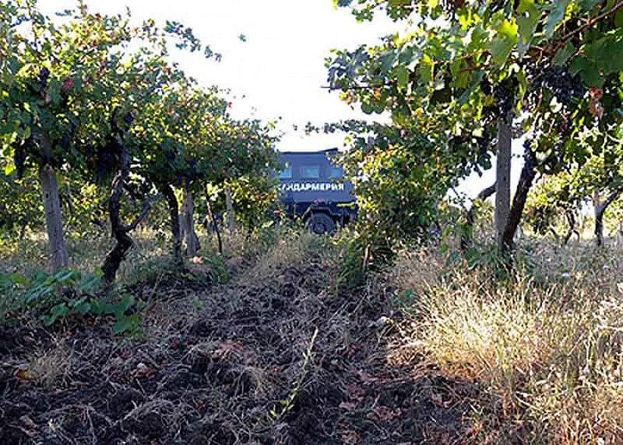 Крадци налитат на гроздето, граничари пазят лозята