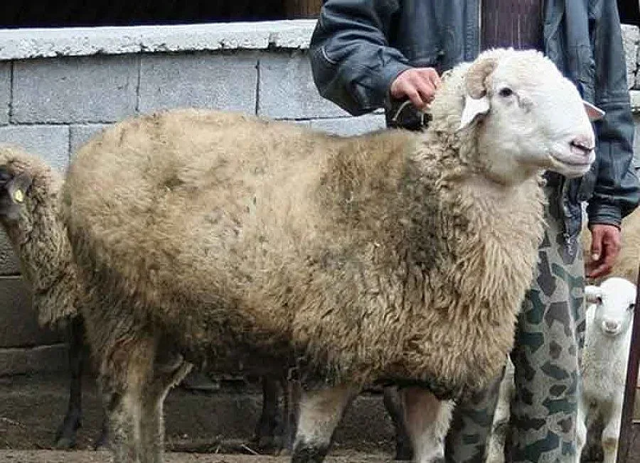 ДПС гътна коч за кадем на изборите