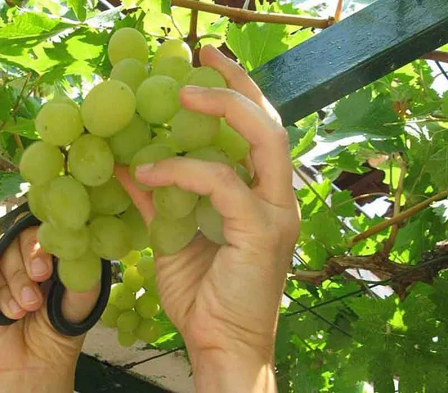Очакват невиждан от 10 г. гроздобер