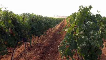 Полицаи вардят гроздобера