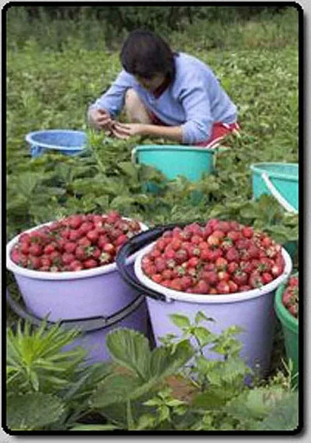 Закопчаха нашенци -"работодатели" в Швеция