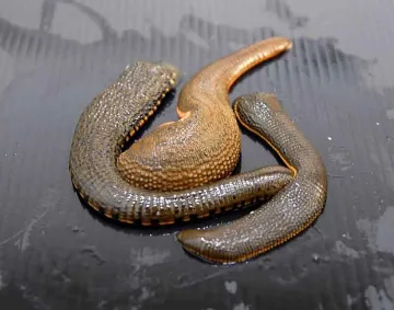 Възстановиха разкъсано лице с 358 пиявици