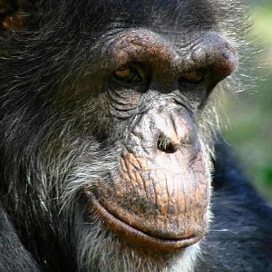 Даваме назаем шимпанзе на Уелс