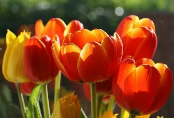 Румъния отказва лалетата заради Шенген