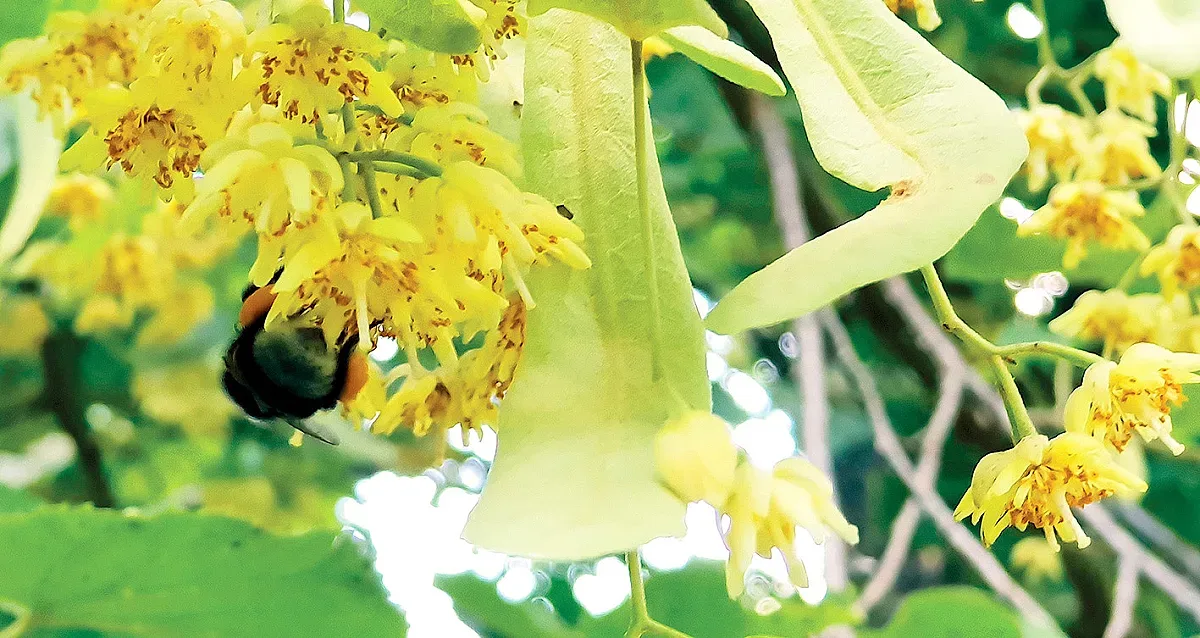 Сироп от липа - естествено успокоително