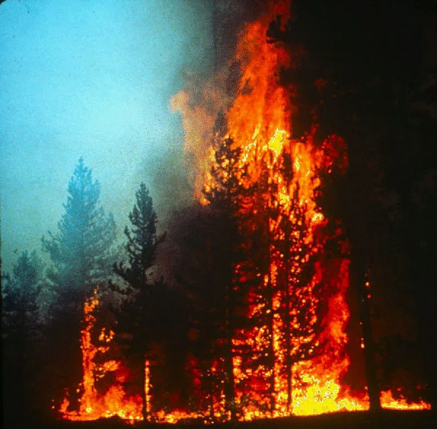 Пироман подпалил гората край Костинброд